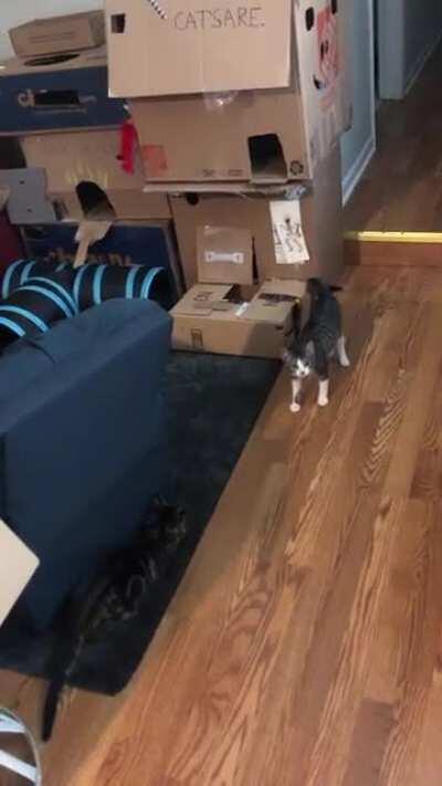 Messing with Kitties during playtime