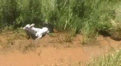 A cow appears to just be cooling off in a ditch but there is more to the story
