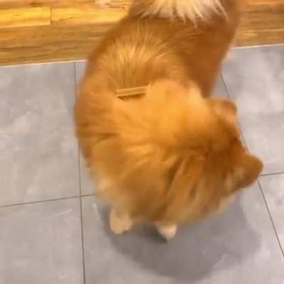 Есть два типа собак