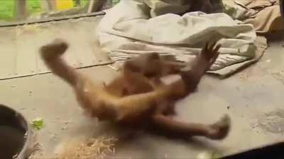 ANOTHER MARKET OPEN MONDAY FOR THE RETARDS 💪🦍