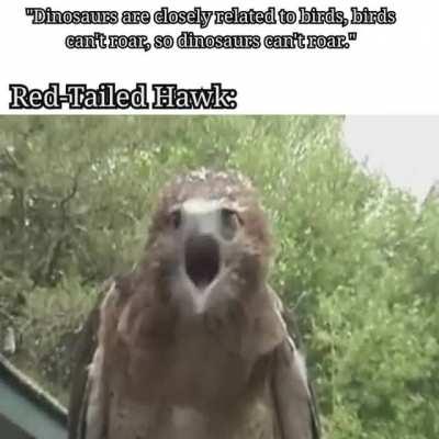 The Chad Red-Tailed Hawk