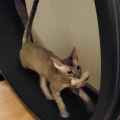 Cute rex carrying stuffies on a threadmill