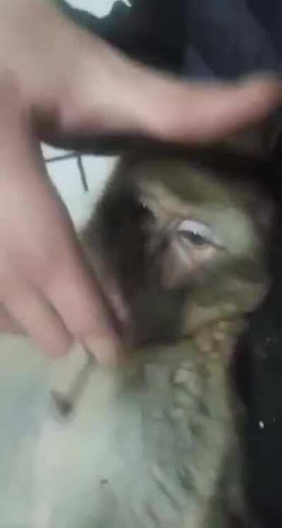 Timi macaco Timi macaco