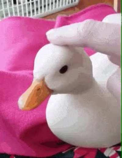 smol ducky