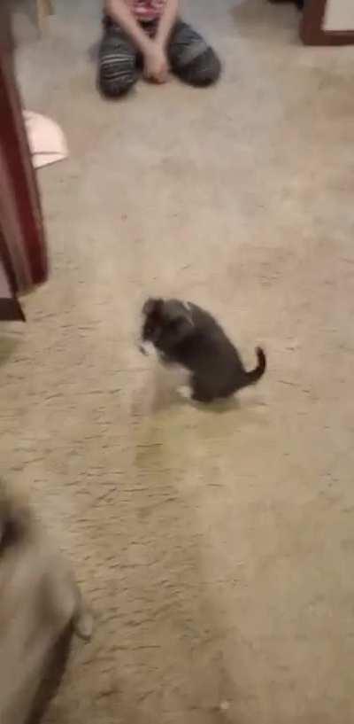 He will not leave the cat alone lmao.