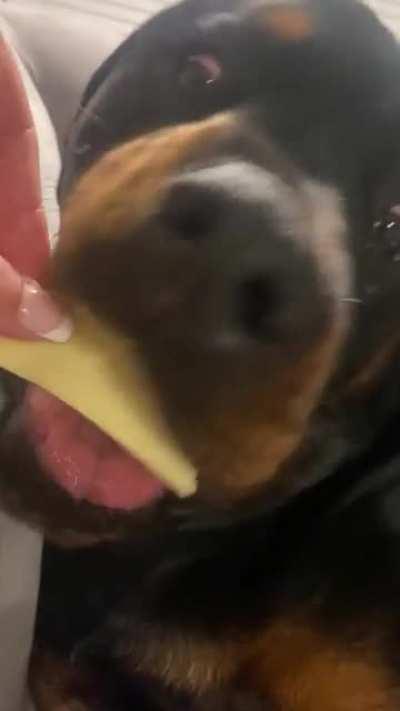Rottweiler wakes up from a deep sleep to eat his favorite snack, then goes back to sleep
