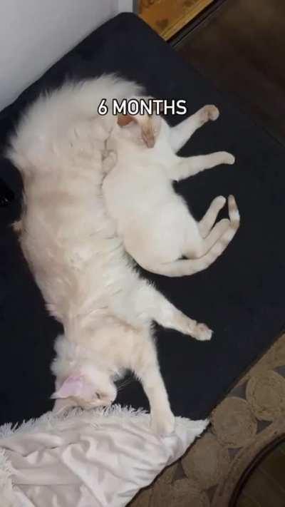 Kusa the cat transforms into a Kaiju in 60 seconds