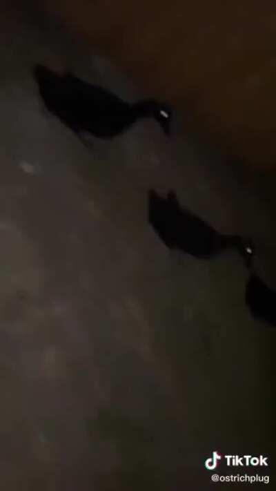 I found a great description of chaotic neutral