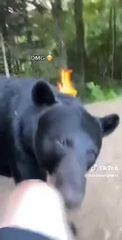 to not move and think the bear won't see you