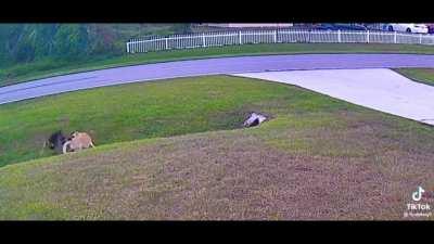 Dog saves kid from 2 mean dogs