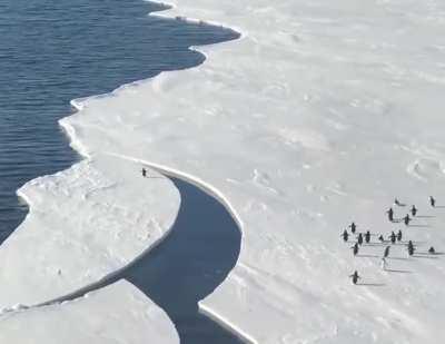 Waddle showing off to the squad