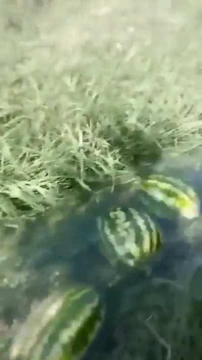 My watermelon people need me