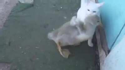 Cat and annoying goose