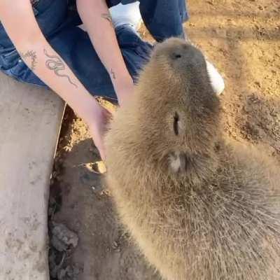 capy loves scratches