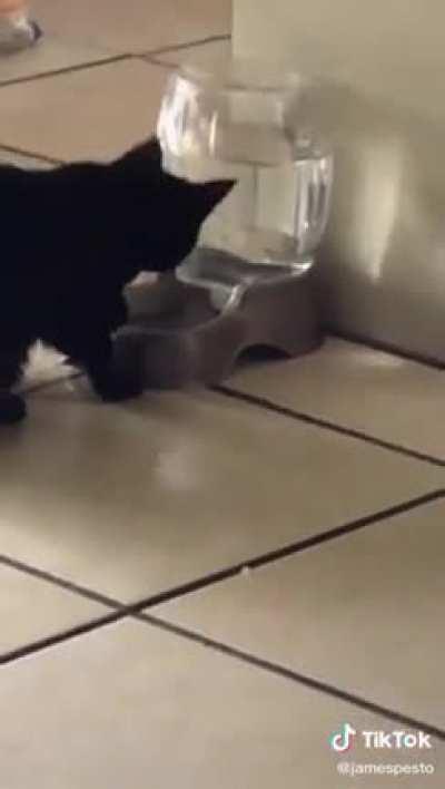 cats figures out if he spills the water the bubbles will go up