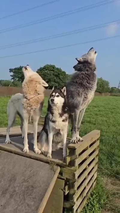 Husky tries howling with wolves