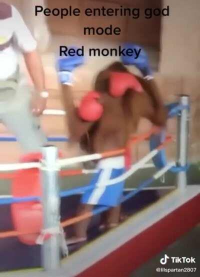Monkeydonian boxing match 🇲🇰 😱😱