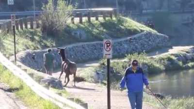 To enjoy a peaceful jog.
