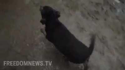 Ukrainian soldiers spot freezing puppy alone outside, and take him into their post. He stands guard for them now. They've named him Rambo. 🐶