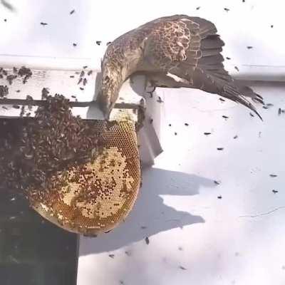 🔥 Honey buzzard attacking a honey comb!