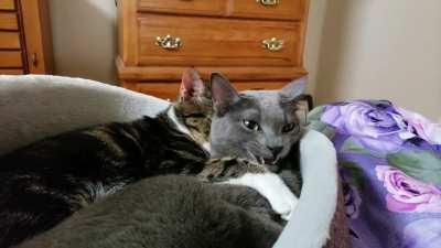 (Sound on) My cats have done many weird things in the past, but I think this tops the cake