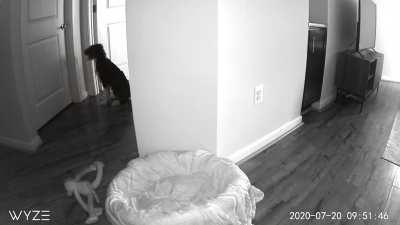 No room is longer safe from our pup