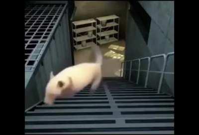 Me and my teammastes try defend a site