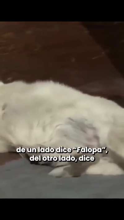 La folopa pertenece a Sergio Tomás de la Ricarda