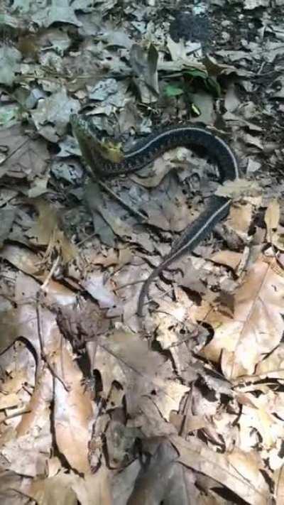 Very unhappy Eastern Garter that I came across while doing some trail maintenance