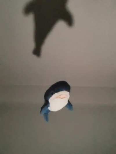 Pov: you're about to get hit by the flying cuddle-seeking and snacc stealing shonk 😳