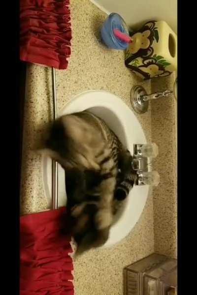 2 hitcats enter, 1 hitcat leaves