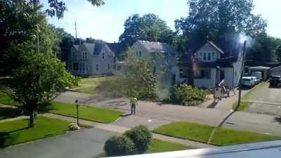 to remove a big tree