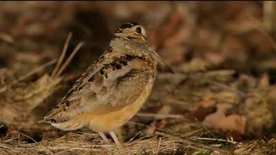 I found a good use for the sound bites from the Croc playthrough