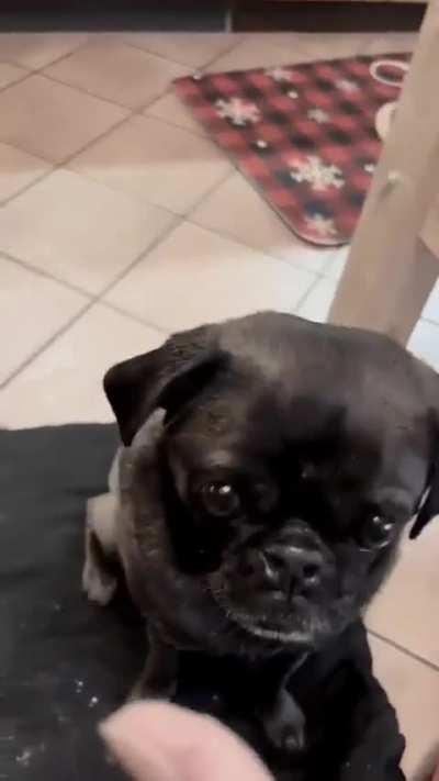 Uruk doggos get the white hand of Saruman