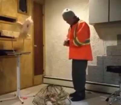 Rescue bird and the caretaker destroying the cage it was kept in