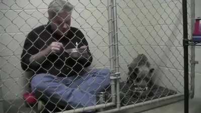 This dog, victim of abuse, was taken to an animal shelter. He refused to eat, and the vet decided to use an unconventional method to revive him for life...