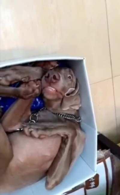 Sshhh...don't tell the cat