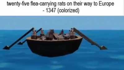 rats