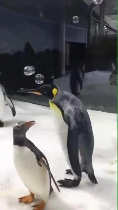Penguins are adorable