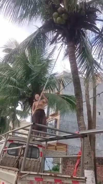 to get a coconut
