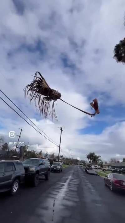 Floating palm tree branch