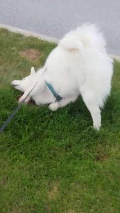 Goofy Husky Rolling in Grass...same spot everytime we walk.