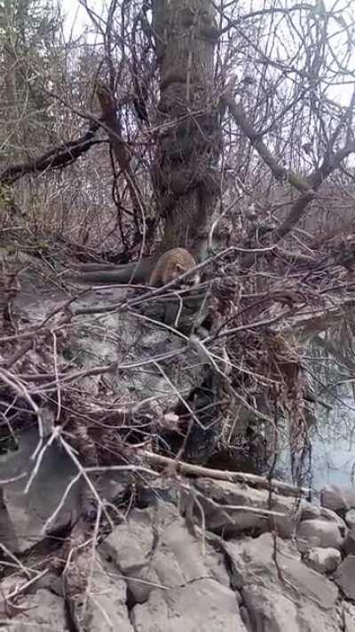 My husband and I saw this cutie today when we went fishing. 🦝