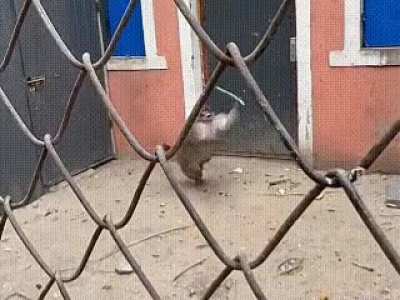 New Game based on Sun Goku be looking wild 