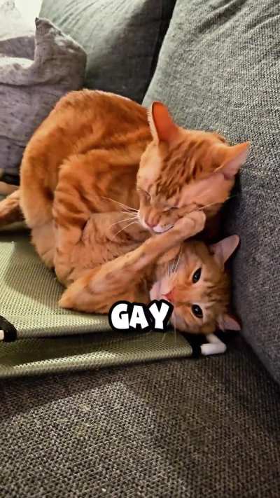 You guys seem to like my Orange cats POV. This is my POV😹😻