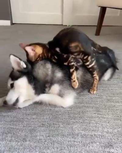 He loves his new bed