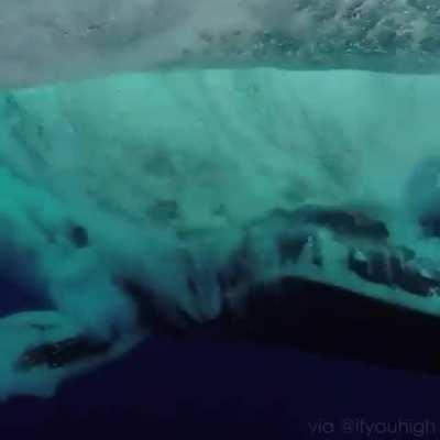 A humpback whale breaching really close!