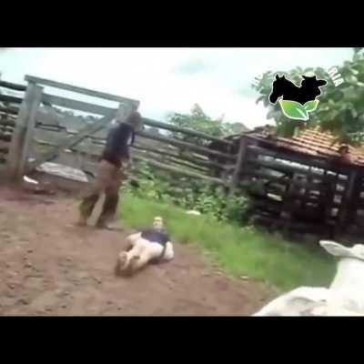 Getting kicked by a cow and staying alive is lucky