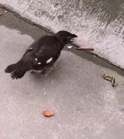 Birds grow up being fed, so self-feeding can feel confusing at first.
