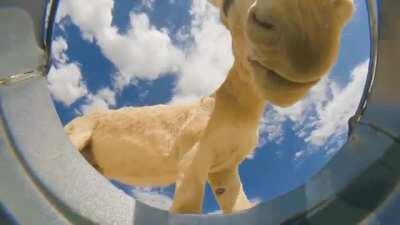 Down by the Watering Hole... we share.